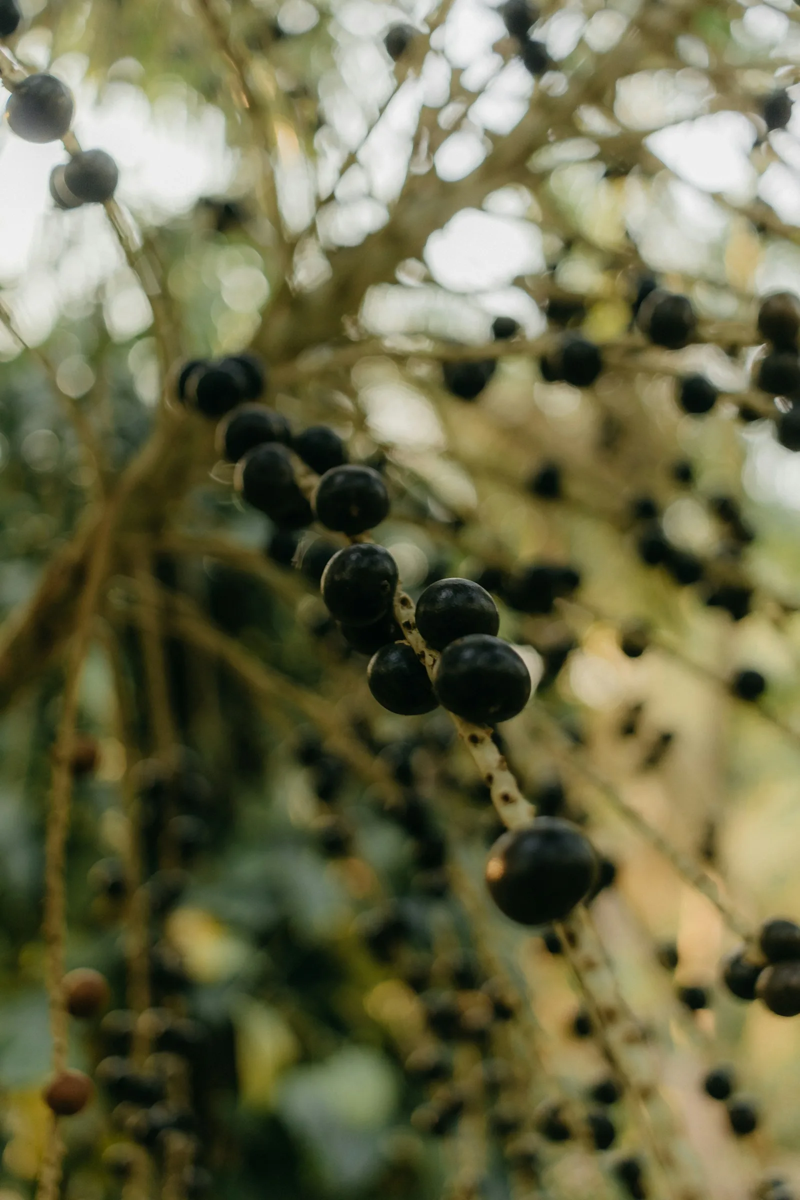 Frische Açaí-Beeren am Strauch