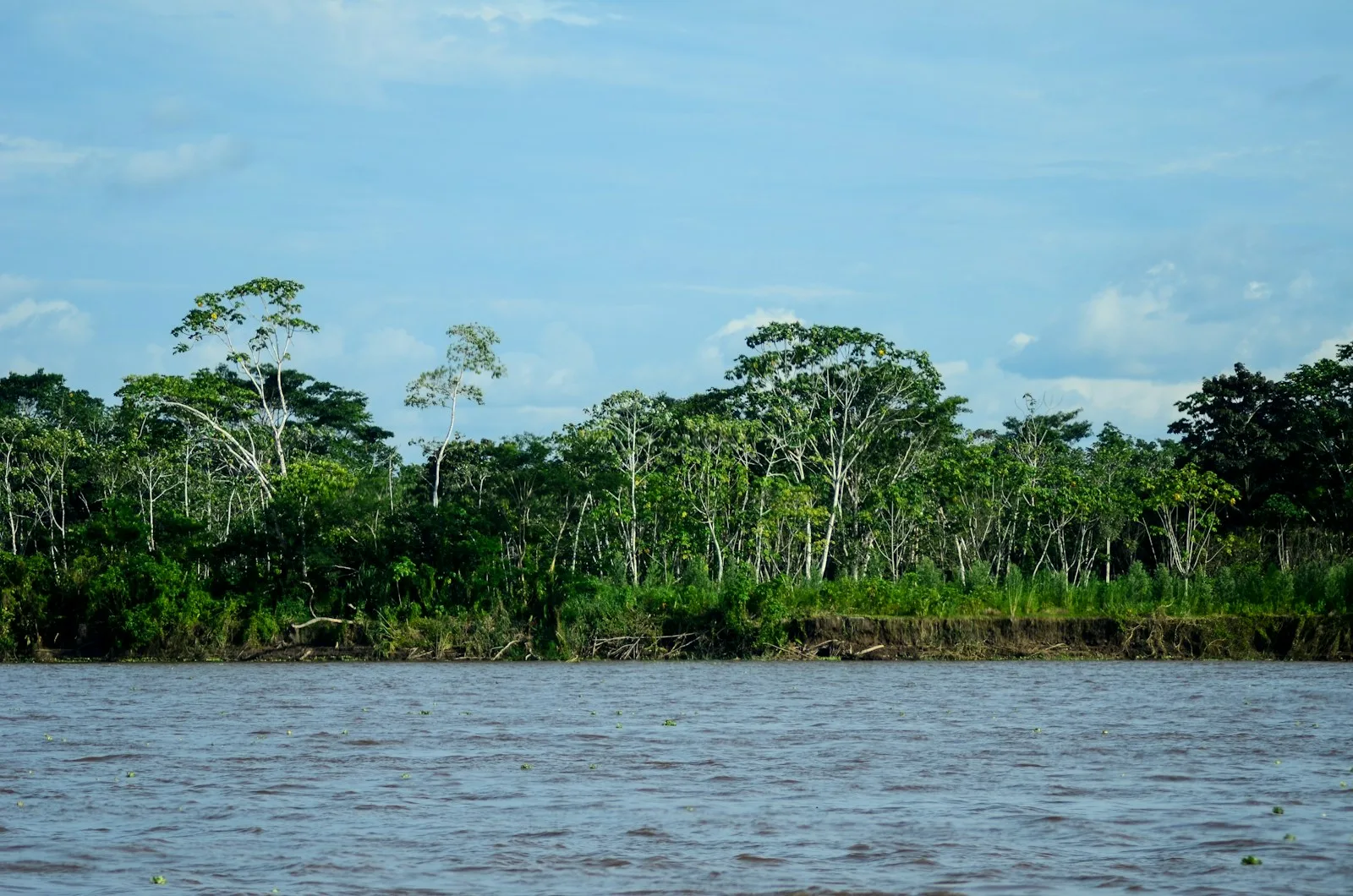 Amazonas-Regenwald – Ursprung der Açaí-Beere